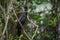 Perched little cormorant