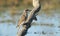 Perched Little Friarbird