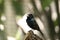 Perched male blue black grassquit bird Volatinia jacarina