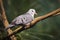 Perched male Blue Ground Dove, Claravis pretiosa