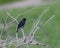 Perched Male Brewer\'s Blackbird