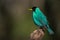 A perched male green honeycreeper