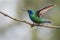 A perched male green violetear