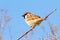 Perched male house sparrow