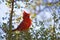 Perched male Northern Cardinal