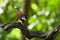 Perched Montezuma Oropendola