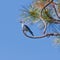 Perched Mountain Bluebird