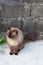 Perched Munchkin cat on concrete floor