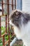 Perched Munchkin cat on concrete floor