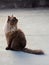 Perched Munchkin cat on concrete floor