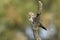 Perched northern flicker in summer