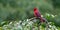 Perched Northern Red Cardinal