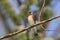 Perched northern rough-winged swallow