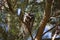 Perched Northern Saw-Whet Owl