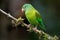 A perched orange chinned parakeet