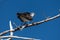 Perched Osprey feeding on preyed Sea trout