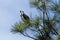 Perched osprey looking for food.