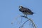 Perched osprey looks for fish