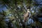 Perched Osprey in tree.