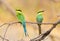 A perched pair of Swallow-tailed bee-eaters
