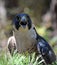 Perched Peregrine Falcon