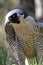 Perched Peregrine Falcon