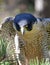 Perched Peregrine Falcon
