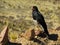 Perched raptor on a grassland