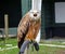 Perched red kite at a bird of prey centre