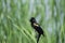 Perched Red Winged Black Bird In The Cat Tails
