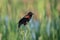 Perched Red-Winged Blackbird