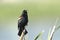 Perched red winged blackbird