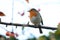 Perched robin