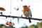 Perched robin