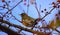 Perched Robin with Red Berries