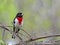 Perched Rose-Breasted Grosbeak