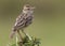 Perched rufous-naped lark Mirafra africana or rufous-naped bush lark