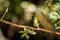 Perched Sapphire-vented Puffleg