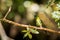 Perched Sapphire-vented Puffleg