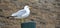 Perched Seagull