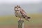 Perched Short-eared Owl, Asio flammeus