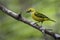 A perched silver throated tanager