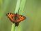 Perched Small tortoiseshell butterfly