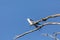 Perched swallow tailed kite Elanoides forficatus bird of prey perches on a branch