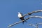 Perched swallow tailed kite Elanoides forficatus bird of prey perches on a branch