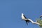 Perched swallow tailed kite Elanoides forficatus bird of prey perches on a branch