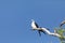 Perched swallow tailed kite Elanoides forficatus bird of prey perches on a branch