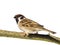 Perched tree sparrow