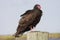 Perched Turkey Vulture