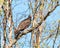 Perched Turkey Vulture